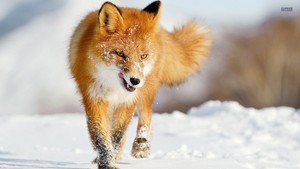 fox, mbweha