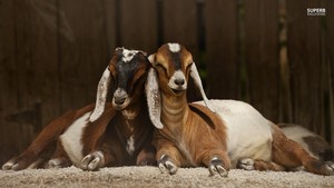  Goats