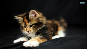  Kitten