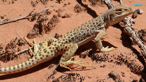  Leopard 蜥蜴