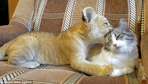  Lion cub and a cat bonding