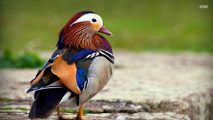  Mandarin 鸭