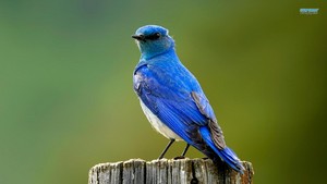  Mountain blauwe vogel, bluebird