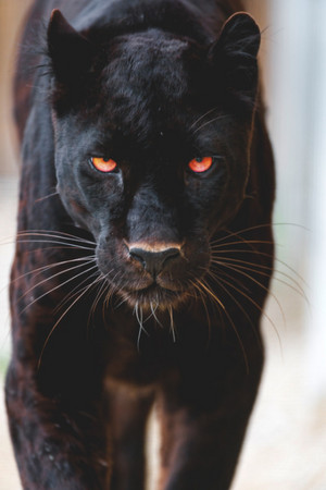 Panther   