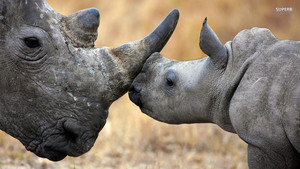  Rhinoceros