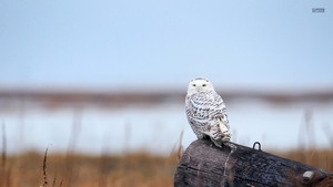  Snowy Owl