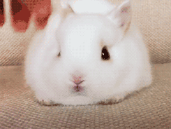  Squishy Bunny!