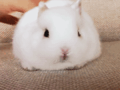 Squishy Bunny!