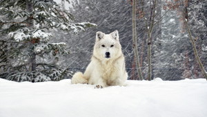  White بھیڑیا