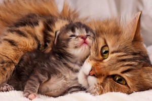  Cat and Kitten