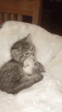  Kitty bathing his chick friend