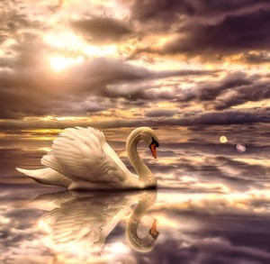 Swan       