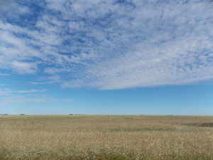  Wheat Fields in "Dog River"