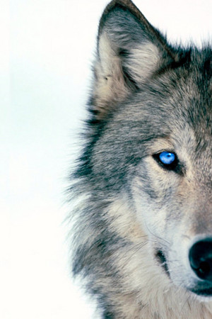  serigala, wolf