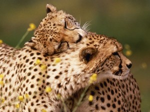  cheetahs hugging 799290