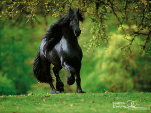  horse Обои Лошади 15704792