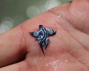  sea slug