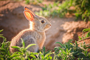 Thỏ Bunny