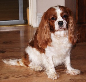 Cavalier King Charles épagneul chienne