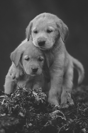 Puppies 