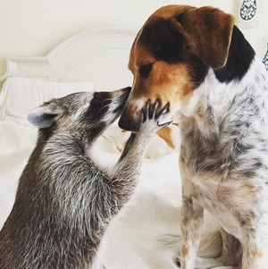  Raccoon and Dog