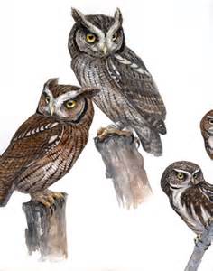  owl trinity