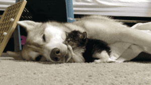  Dog and Kitten