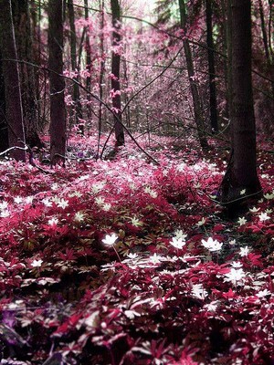  Fairy Forest