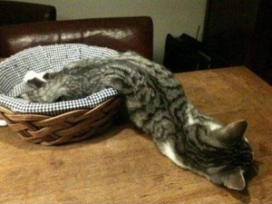  Flexible Cats