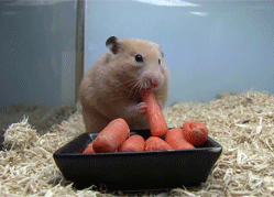  میں hamster, ہمزٹر gifs