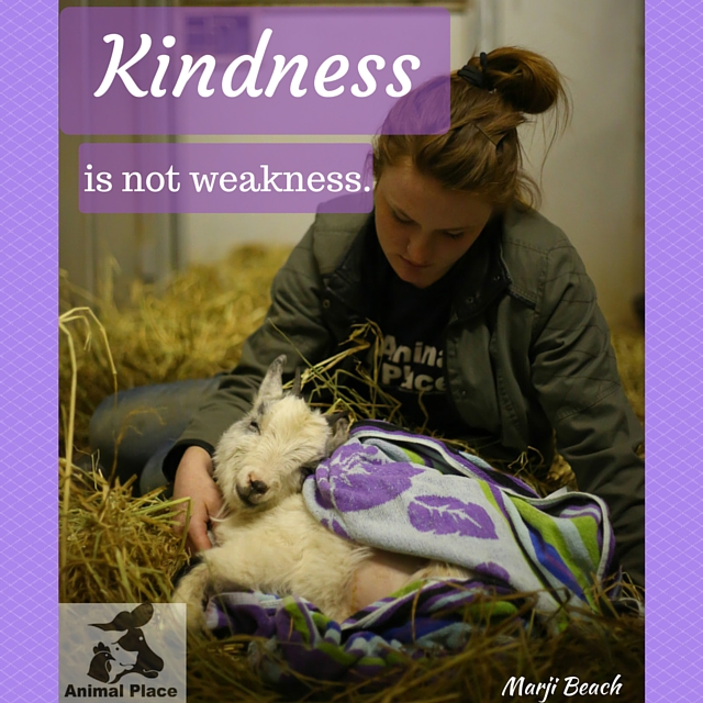 Kindness is not Weakness