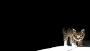  Kitten in the Dark