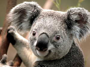  Koala urso