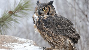 Majestic Owl