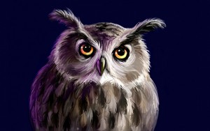  Owl