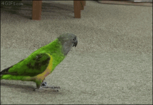 parrot, kasuku
