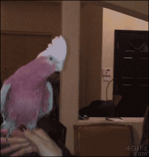 parrot, kasuku