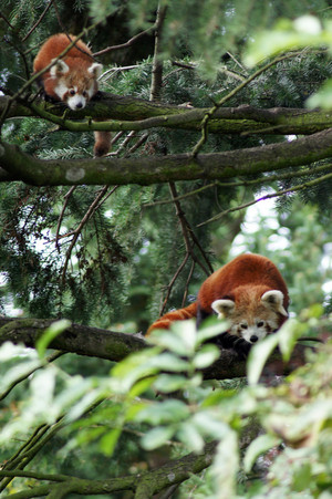  Red panda