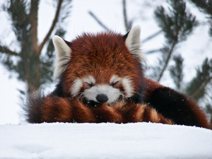  Red panda