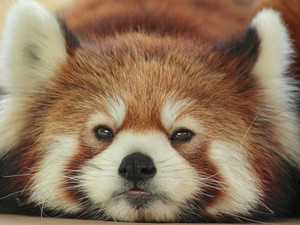  Red pandas