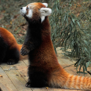  Red pandas