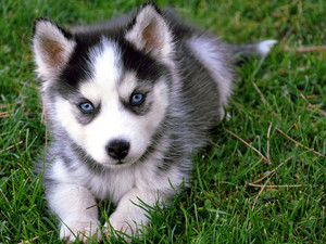  Siberian Husky anjing, anak anjing