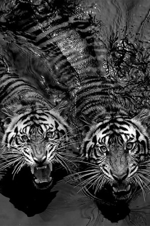 Тигры