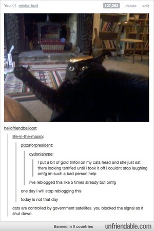  Tinfoil Cat