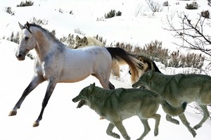  the pack of 늑대 hunts an wild horse