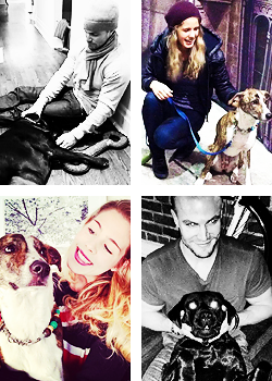 Parallels Stemily + dogs