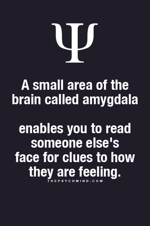  Amygdala