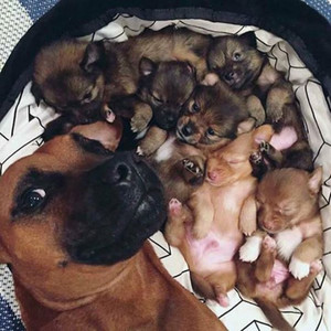  Dog With her Puppies