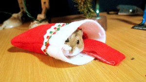 christmas hamster