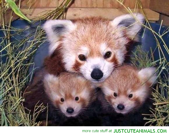 A red panda family